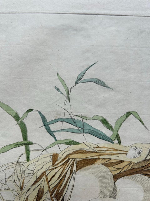 Eurasian Teal (Anas crecca), Female with Nest and Eggs, Nozeman & Sepp, 1789, view 7