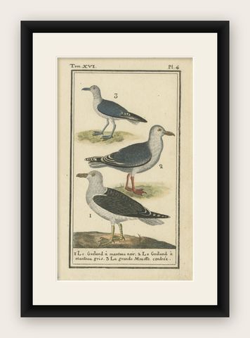 Three Gull Species, Hand-Colored Buffon Bird Engraving, Original 18th Century, shown framed