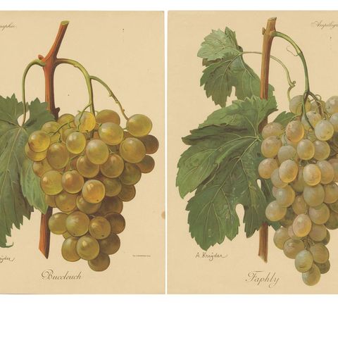 Set of four Antique Prints of Green / White Grape Varieties, close-up 1