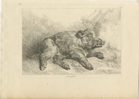 Resting Wild Boar: A Detailed Etching - circa 1740, view 2