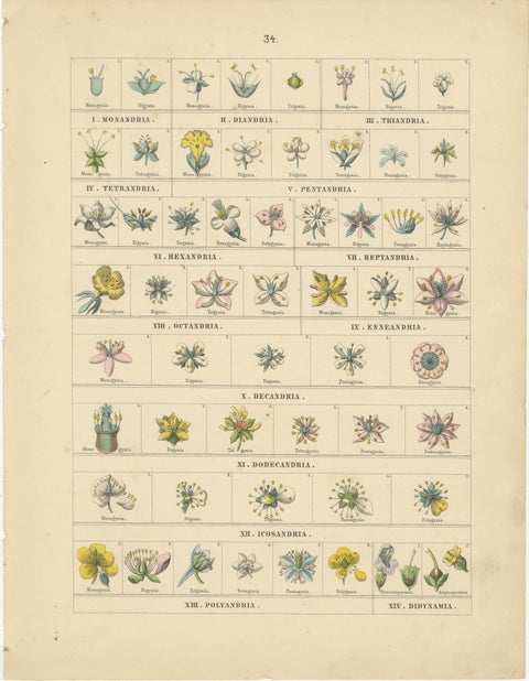 Botanical Classification Prints: Linnaean Flower Classes & Cryptogamia, 1867, view 3