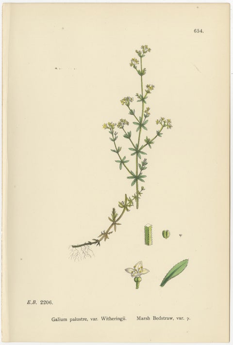 Set of 10 English Botanical Prints 1902, Galium & Asperula, Sowerby, view 3
