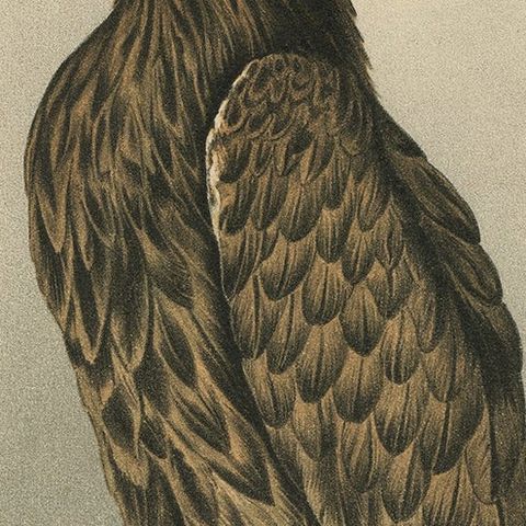 Bird Print of the White-Tailed or Grey or Eurasian Sea Eagle, 1894, close-up 2