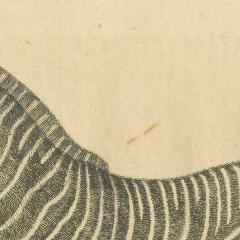 Antique Print of a Male Zebra, '1758', close-up 1