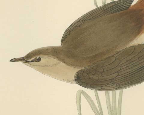 Rufous Warbler or Rufous Bush Robin, Hand Colored Bird Print, Morris, 1896, close-up 1