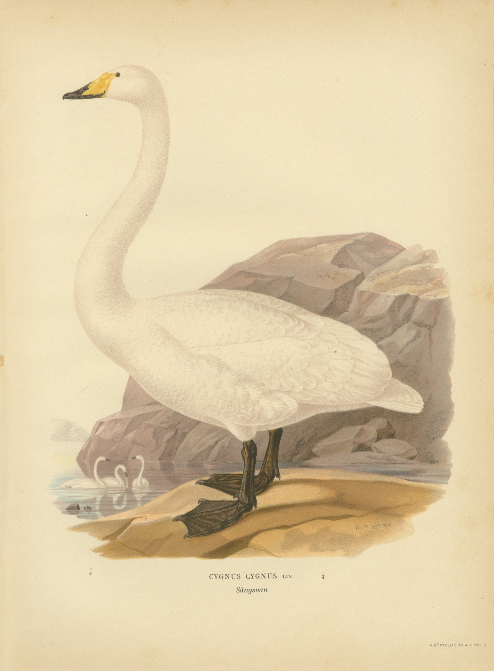 Antique Scandinavian Swan Lithograph, Cygnus Cygnus, Svenska Fåglar 1929