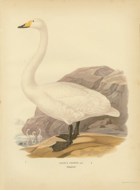 Antique Scandinavian Swan Lithograph, Cygnus Cygnus, Svenska Fåglar 1929