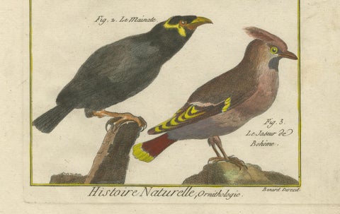 Hand-Colored Engraving of Diverse Bird Species from Histoire Naturelle, 1790, close-up 1