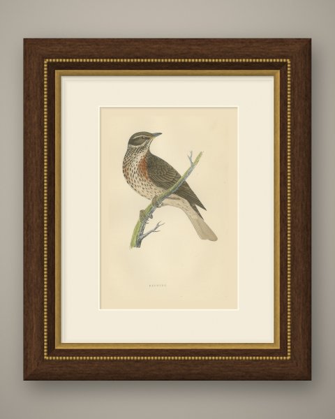Redwing on a Green Branch, Hand Colored Bird Print, Morris, 1896, shown framed