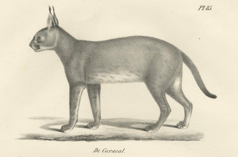 19th-Century Lithograph of the Caracal and Lynx in Striking Profiles, close-up 4