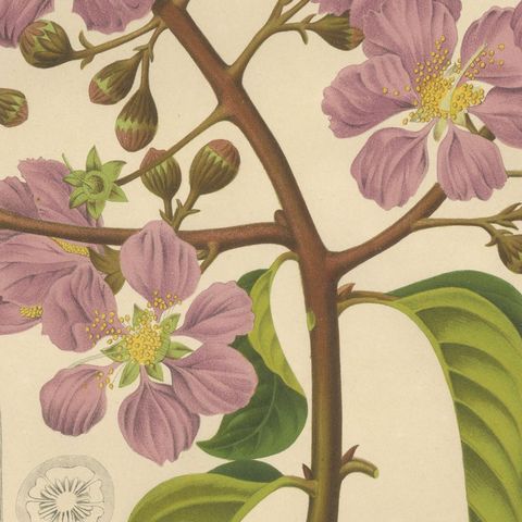 Original Antique Botanical Chromolithograph of Queen's Crape Myrtle, c. 1880, close-up 5