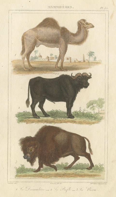 Buffon Dromedary Camel, Buffalo & Bison Hand-Colored Engraving, c.1835, close-up 1