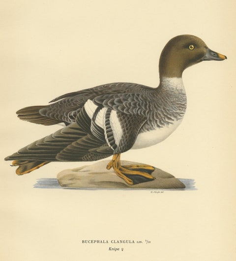 Antique Bird Print of a Female Common Goldeneye by Von Wright, 1929, view 4