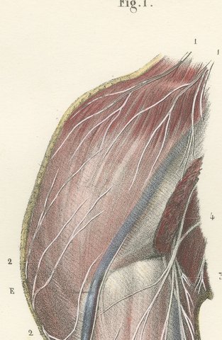 Cutaneous Nerves of the Arm and Hand, Antique Hirschfeld Anatomy Print, 1866, view 3