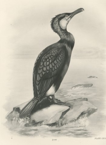 Cormorant in Breeding Plumage on a Rock after Lilian Medland, c. 1909, close-up 1