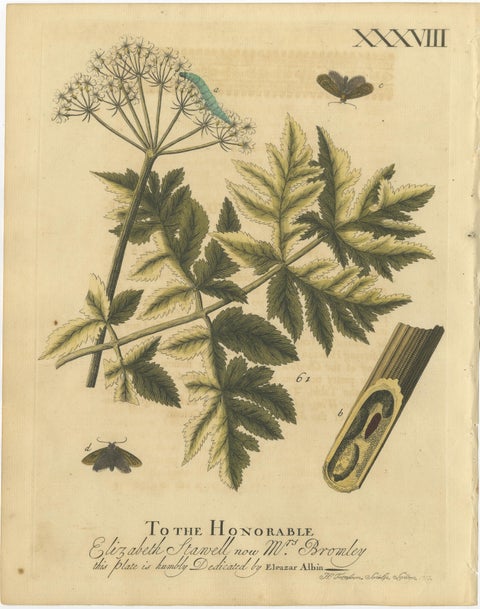 Antique English Moths and Caterpillars on Hedgerow Plants, Albin 1720, view 3