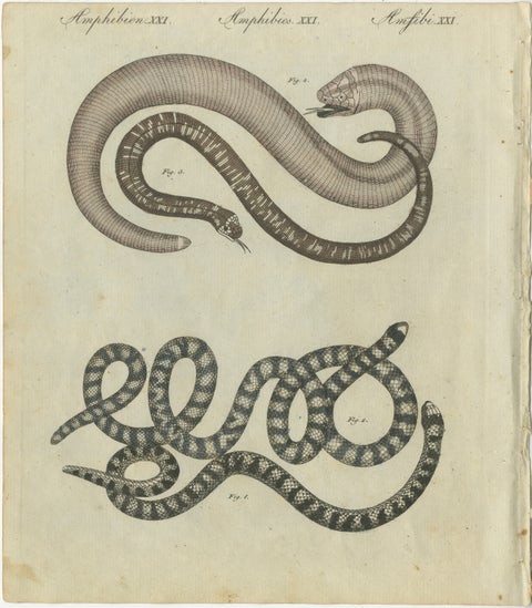 Antique Copperplate Engraving of Serpents and Amphibians, 1805, view 2