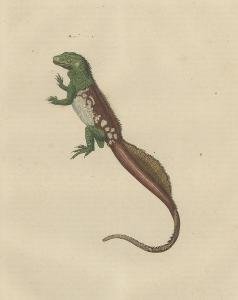 Old Hand-colored Print of a Rare Amboina Sailfin Lizard, close-up 1