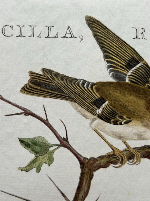 Antique Bird Print of the Goldcrest by Sepp & Nozeman, 1797, view 6