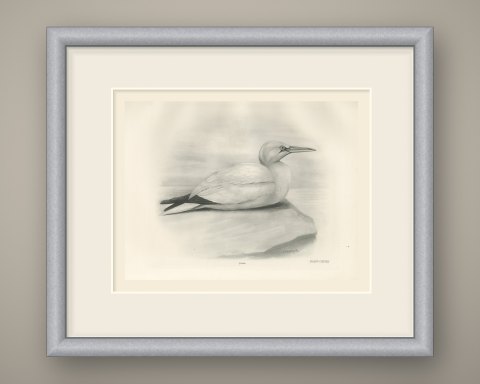 Adult Gannet Resting on a Rock, Plate CXLVIII after Lilian Medland, c. 1909, shown framed