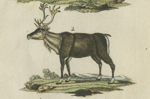Original Hand Colored Antique Engraving of Reindeer, Published circa 1820, close-up 2