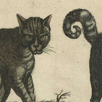 Antique Print of Domestic and Wild Cat Species, incl The Civet, 1657, close-up 2