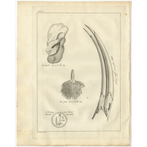 Antique Print of the Bill of an Ibis Bird by Shaw, 1773, view 2