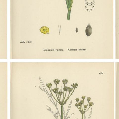 Antique English Botanical Prints, British Wildflowers & Herbs for Interiors, close-up 2