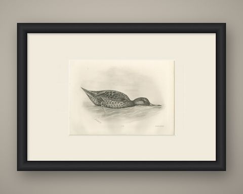 Duck Feeding, Antique Bird Print after Lilian Medland, circa 1909, shown framed