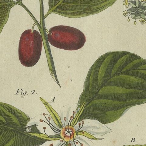 Medlar and Cornelian Cherry: Blossoms, Fruit, and Seeds, Bertuch, 1805, close-up 5