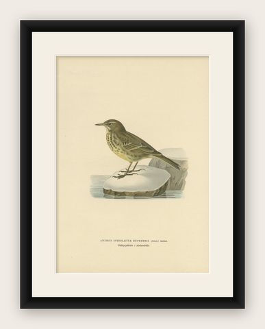 Antique Bird Print of the Water Pipit by Von Wright '1927', shown framed