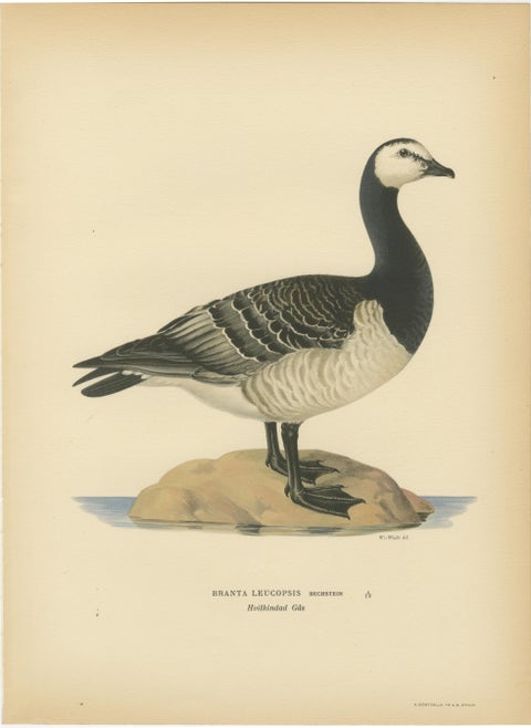 Antique Scandinavian Goose Lithographs Set of 4, Svenska Fåglar, Sweden 1929, view 3