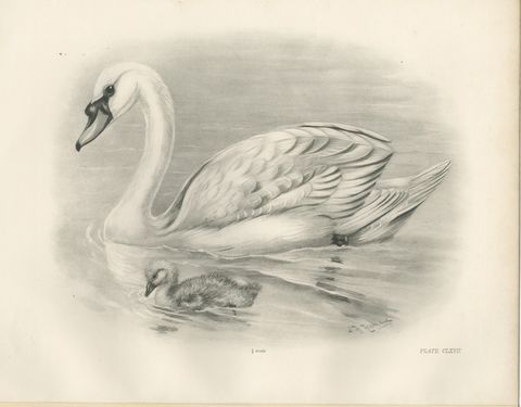 Mute Swan and Cygnet, Antique Bird Print after Lilian Medland, circa 1909