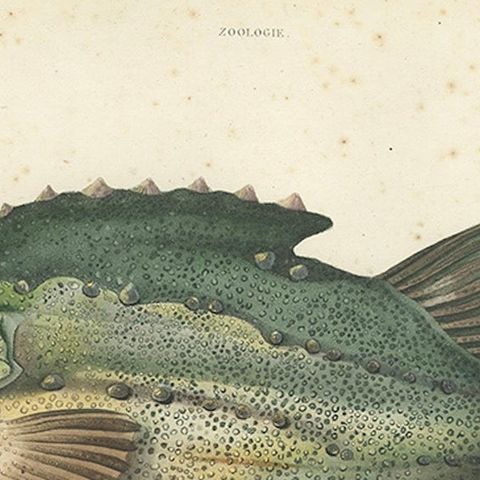 French Fish Illustration, Lumpsucker or Lumpfis, Hand-Colored Litho, 1845, close-up 4