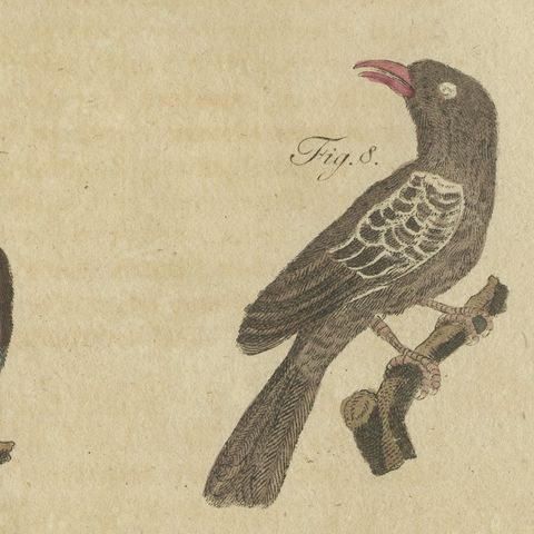 Eight Cuckoos from Around the World, Antique Bertuch Print, circa 1805, close-up 6