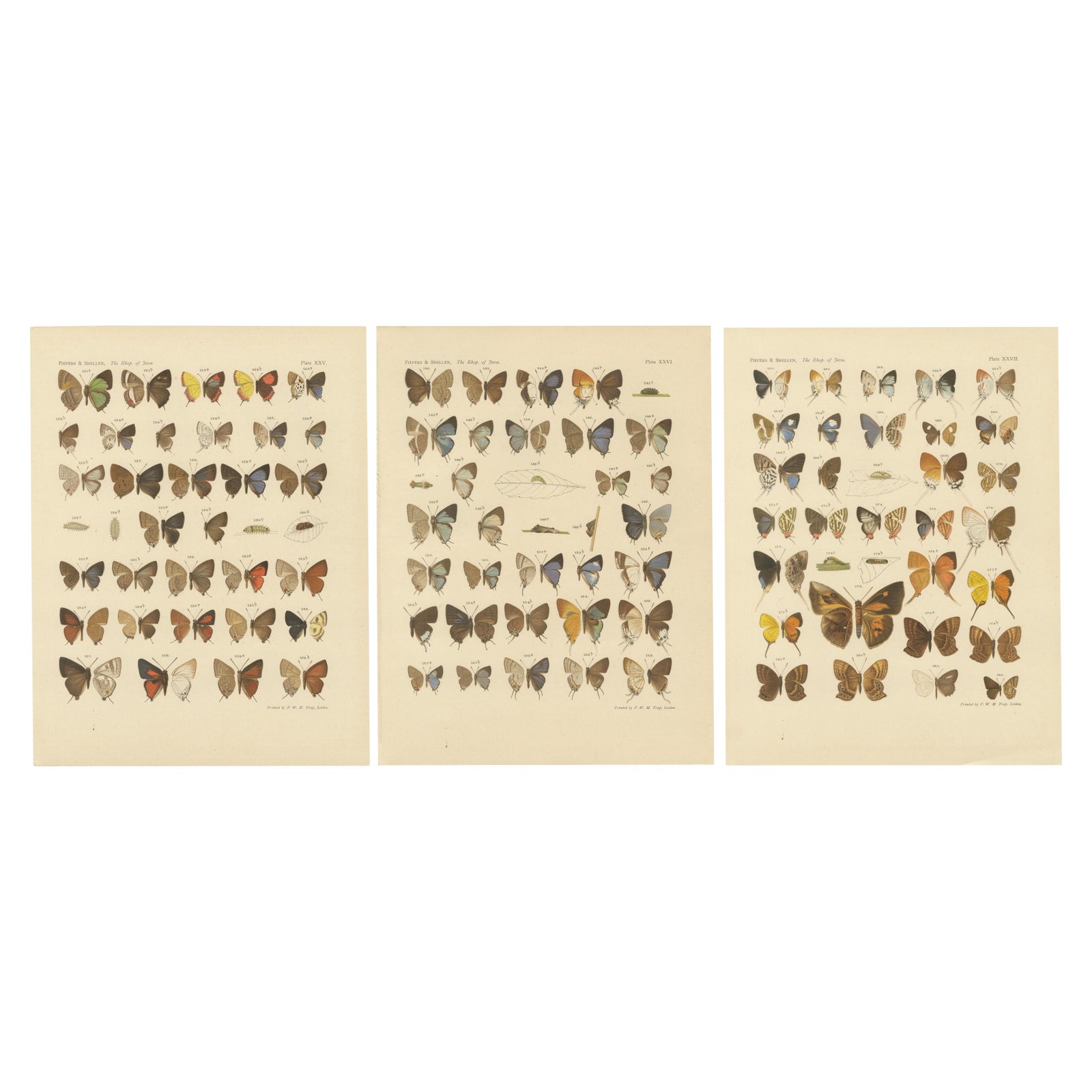 Victorian Butterfly Plates - The Rhopalocera of Java by Piepers & Snellen, 1908