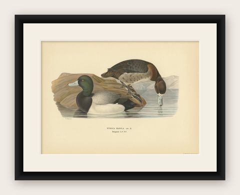 Antique Bird Print of the Greater Scaup by Von Wright, 1929, shown framed