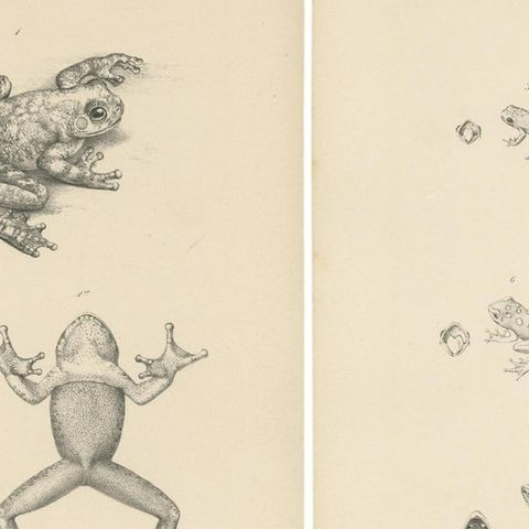 Frog Species of Mozambique: An Antique Naturalist's Journey, close-up 1