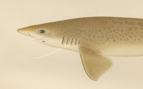 Magnificent Lithograph of Scandinavian Sharks from Pisces Scandinaviae, 1895, close-up 3