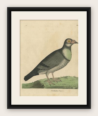 Antique Bird Print of a Horseman Pigeon, Handcolored, 1740, shown framed