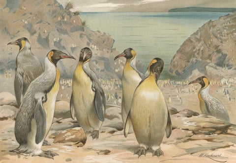 Antique Penguin Print Giant Penguins Coastal Scene Chromolithograph c.1895, close-up 2