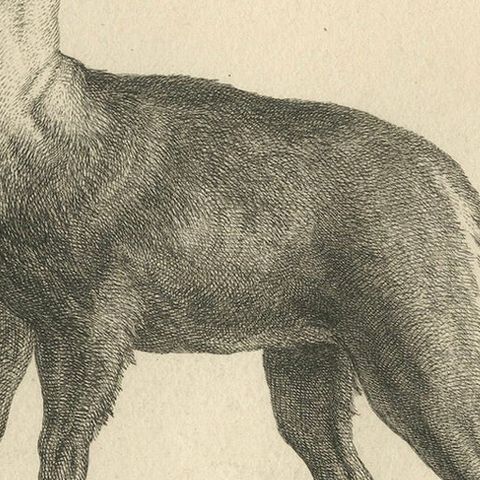 Agile Chamois or Mountain Goat Antilope: A Detailed Etching - circa 1740, close-up 5