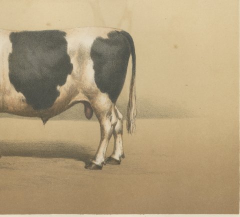 Breton Bull, French Cattle Breed, Antique Chromolithograph by Borie, 1863, close-up 3