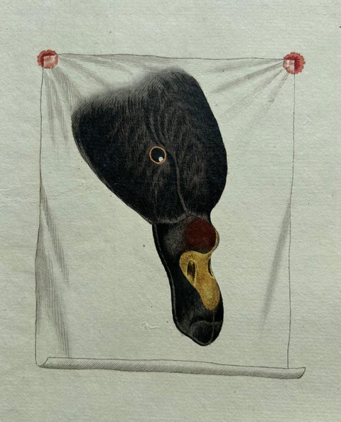Common Scoter, Antique Bird Print ‘Anas Nigra’ by Nozeman & Sepp, 1770, view 11