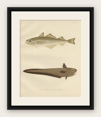Esmark's Cod and Grenadier Fish - Rare and Striking Scandinavian Litho, 1895, shown framed