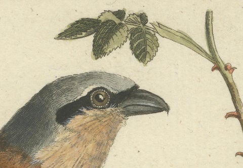 Shrikes in Natural Harmony: A Study of Avian Elegance by Ambrosius Gabler, 1809, close-up 1