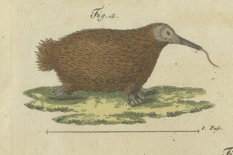 Intriguing 1805 Hand-Colored Engraving of Unique Mammals and Skeleton, close-up 3