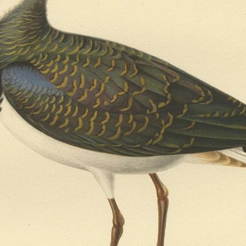 Antique Bird Print of the Northern Lapwing by Von Wright, 1929, close-up 2