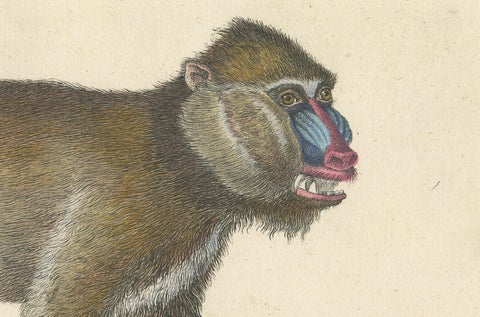 Antique Mandrill & Baboon Lithograph by Karl Joseph Brodtmann, 1816, close-up 3