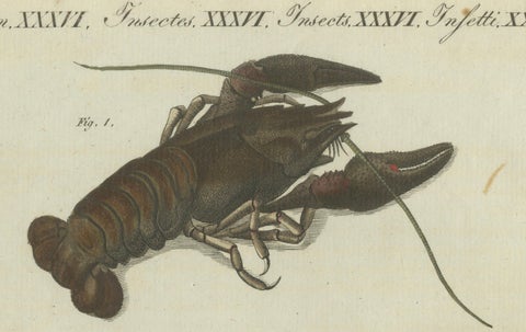 Fascinating Crustaceans and Marine Anatomy: Hand-Colored 19th-Century Engraving, close-up 4